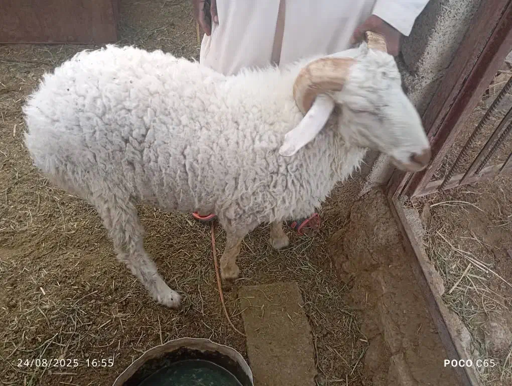 فروش دو عدد گوراند     مهرستان|حیوانات مزرعه|مهرستان, |دیوار