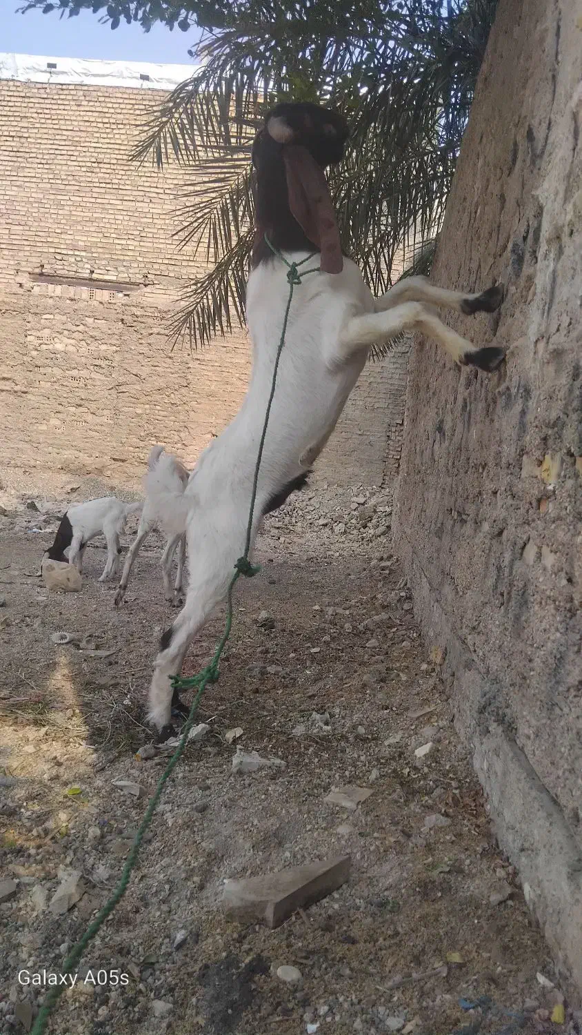 بز افغانی|حیوانات مزرعه|خرمشهر, |دیوار