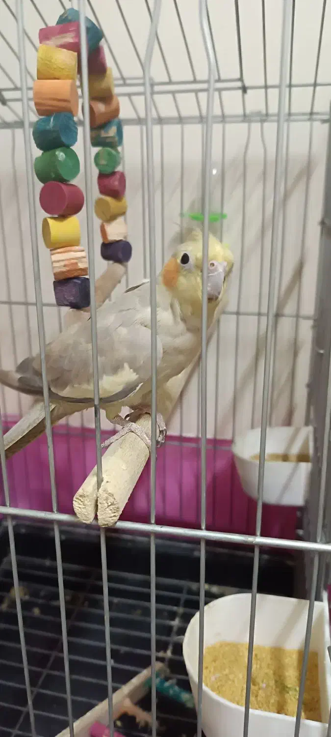 عروس هلندی|پرنده|تهران, ابوذر|دیوار