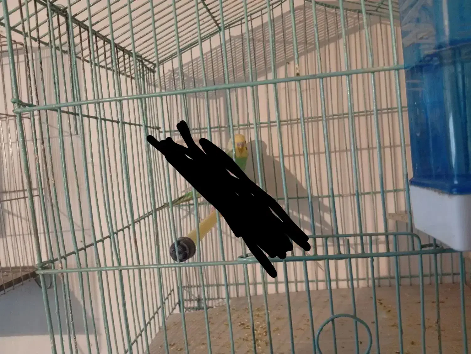 مرغ عشق|پرنده|کرمانشاه, |دیوار