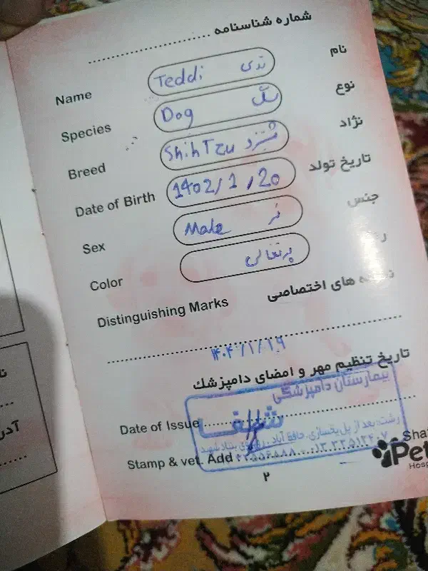 واگذاری شیتزو|سگ|رشت, پسیخان|دیوار