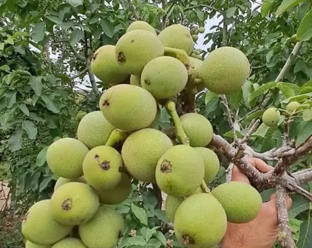 نهالستان (فروش انواع نهال اصلاح شده)|خدمات باغبانی و درختکاری|اقلید, |دیوار