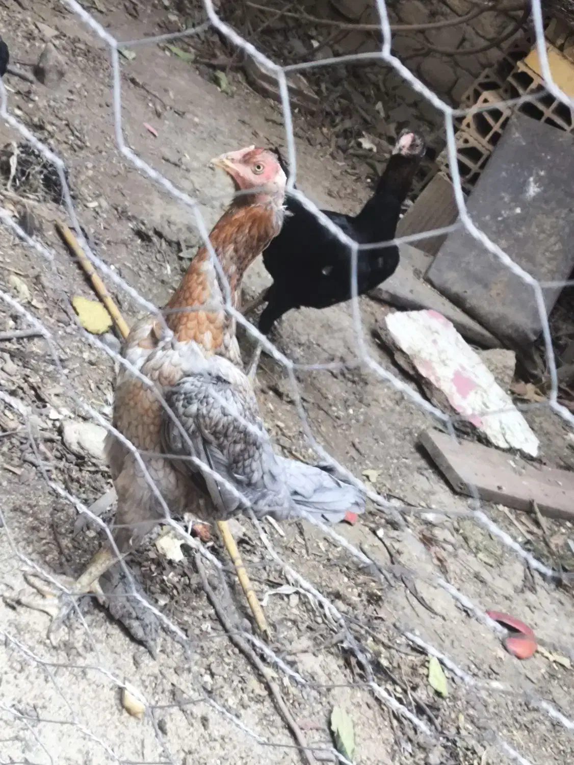 مرغ لاری فروشی|حیوانات مزرعه|گالیکش, |دیوار