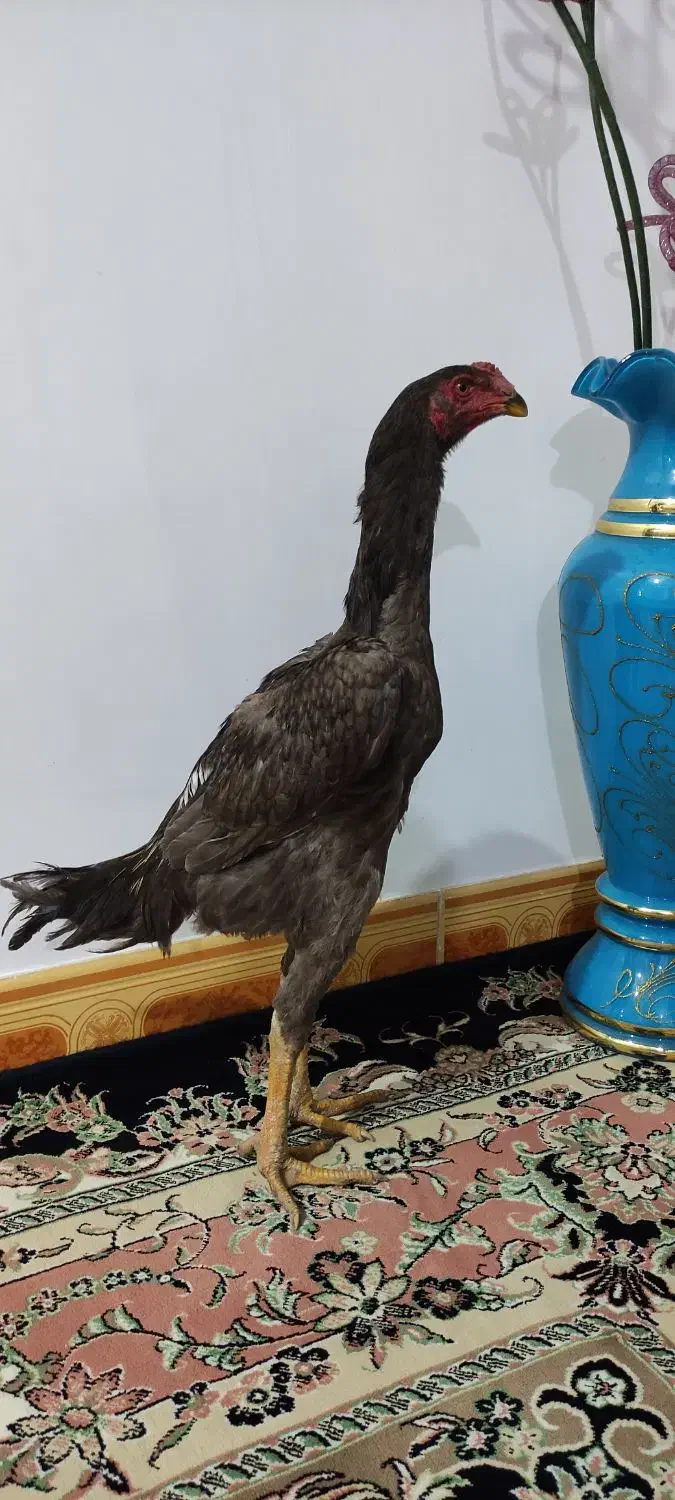 خروس اوشامو|حیوانات مزرعه|گرمی, |دیوار