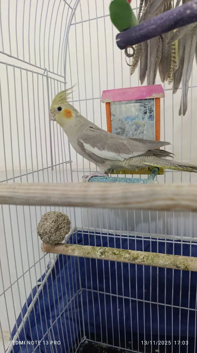 ...|پرنده|تربتحیدریه, کاشانی|دیوار