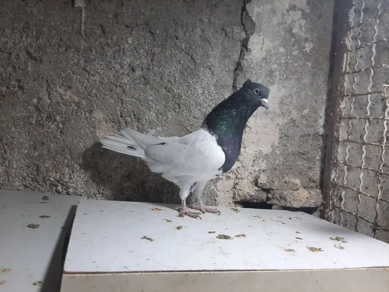 کبوتر|پرنده|تربت جام, والفجر|دیوار