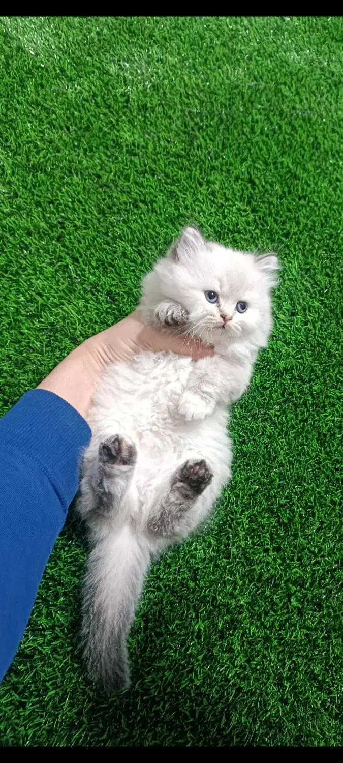 گربه بریتیش|گربه|مشهد, حضرت حجت|دیوار