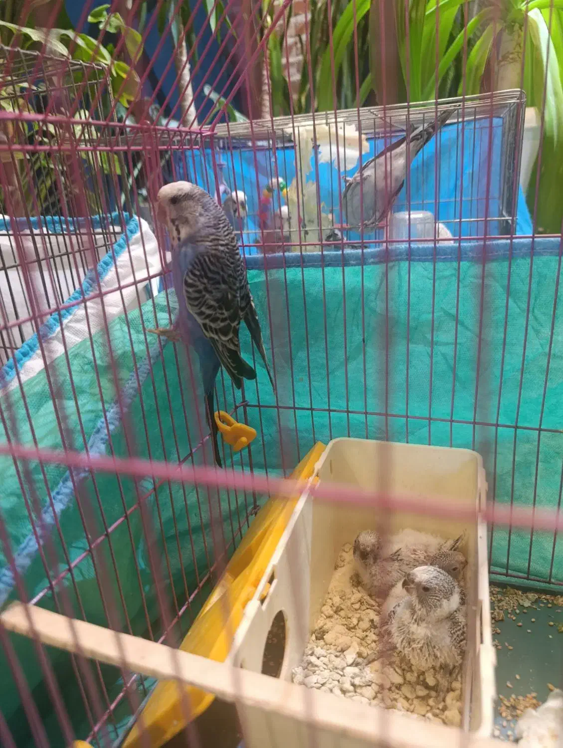 مرغ عشق|پرنده|کرمانشاه, |دیوار