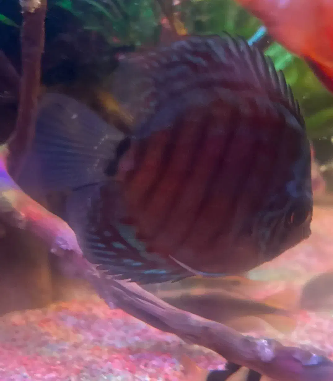 ماهی پلنت ۱۲۰۰|ماهی|تهران, یوسف‌آباد|دیوار