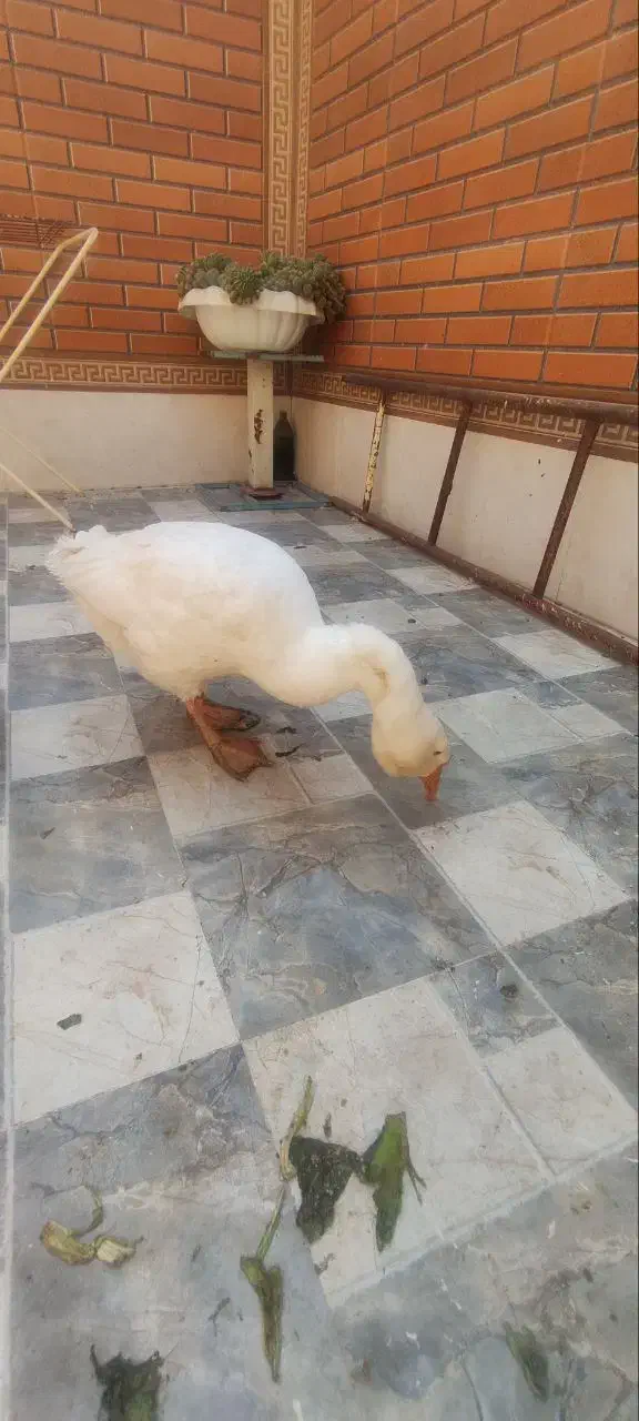 قو غاز اکراینی قشنگ ترین حیون|حیوانات مزرعه|اصفهان, شیخ طوسی|دیوار