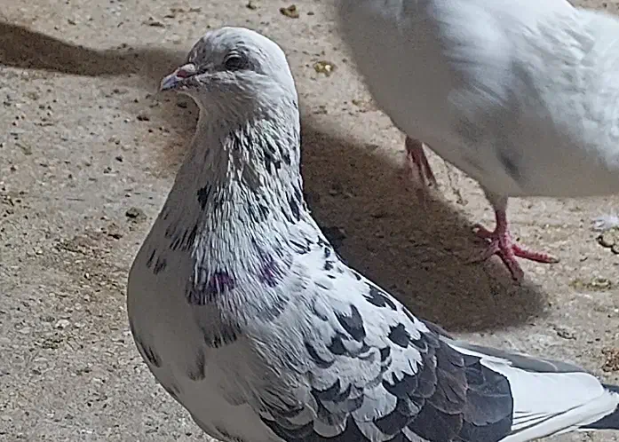 کفتر پرشی شمرونی تهرانی غریب گیری|پرنده|تهران, جیحون|دیوار