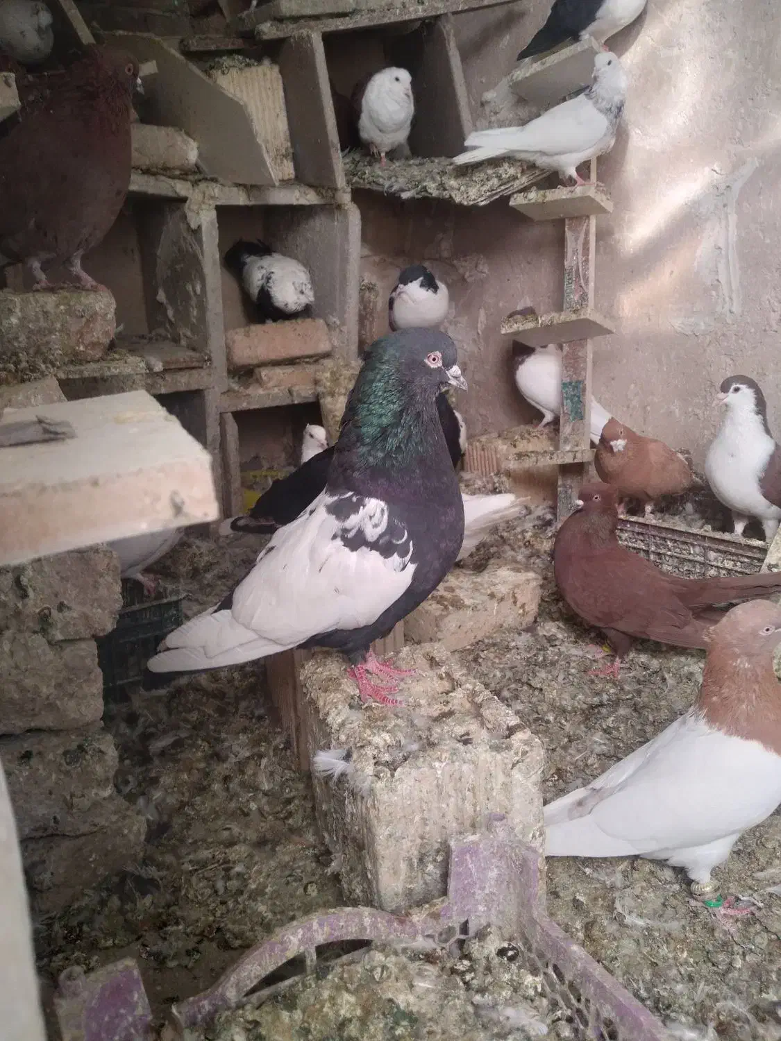 سرته|پرنده|خرمآباد, |دیوار