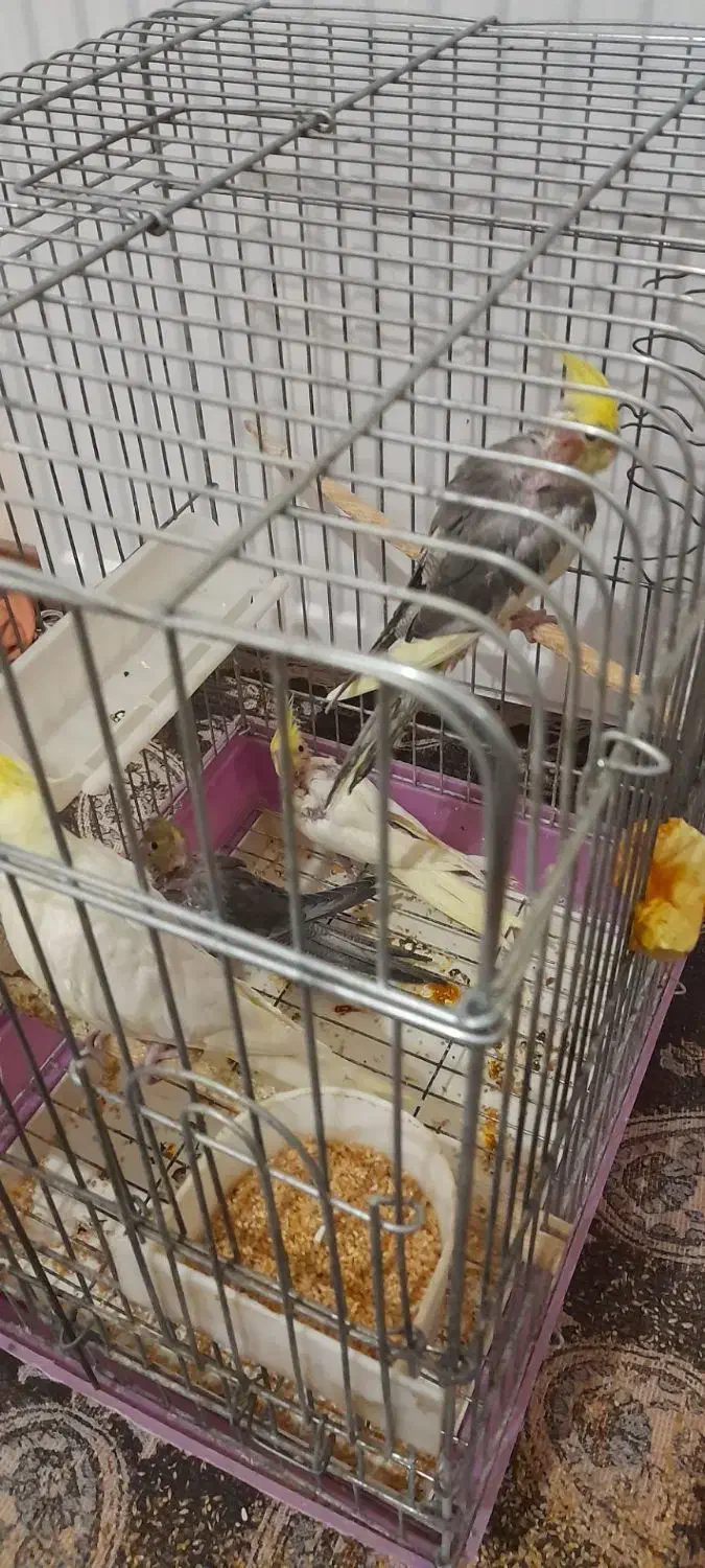 عروس هلندی|پرنده|محمدشهر, شهرک پیام (مهرالبرز)|دیوار