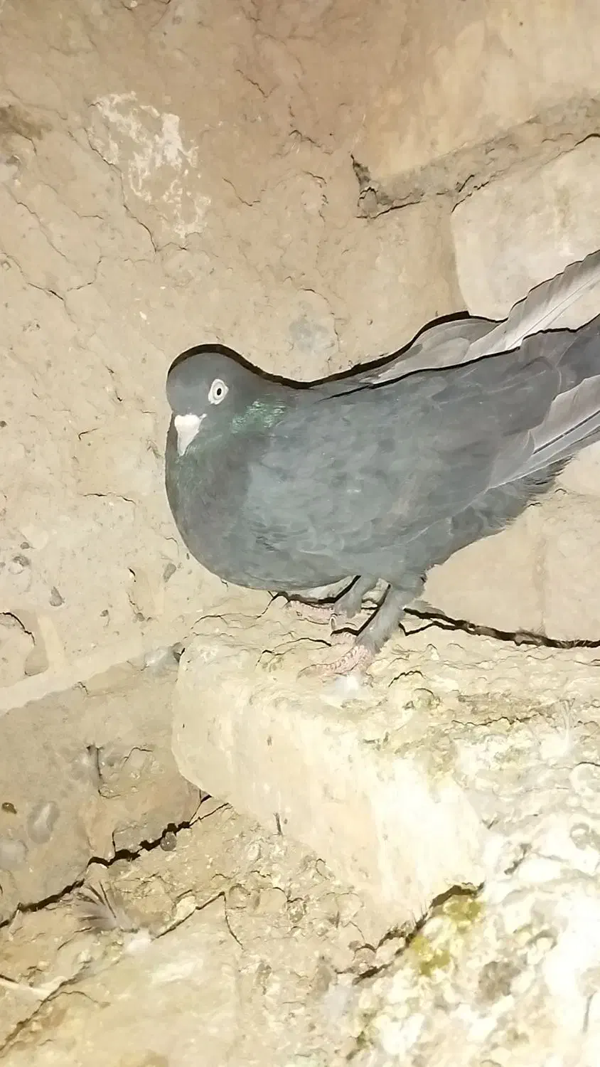 معاوضە|پرنده|بم, |دیوار