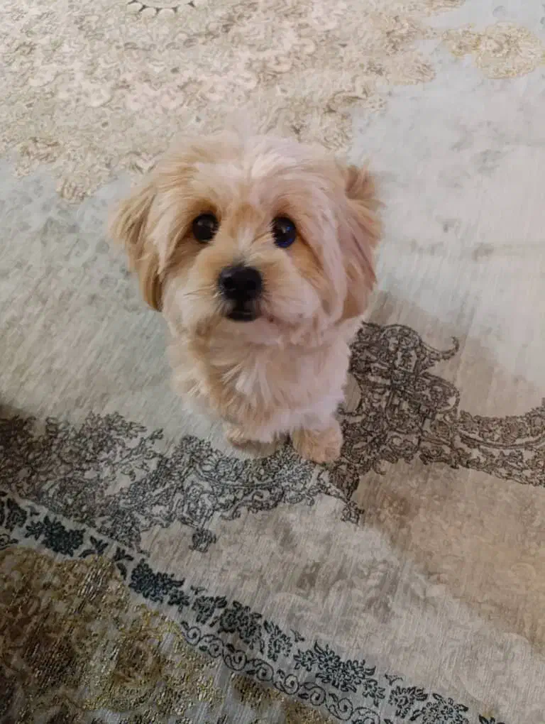 واگذاری لــوســی|سگ|مهاباد (آذربایجان غربی), |دیوار