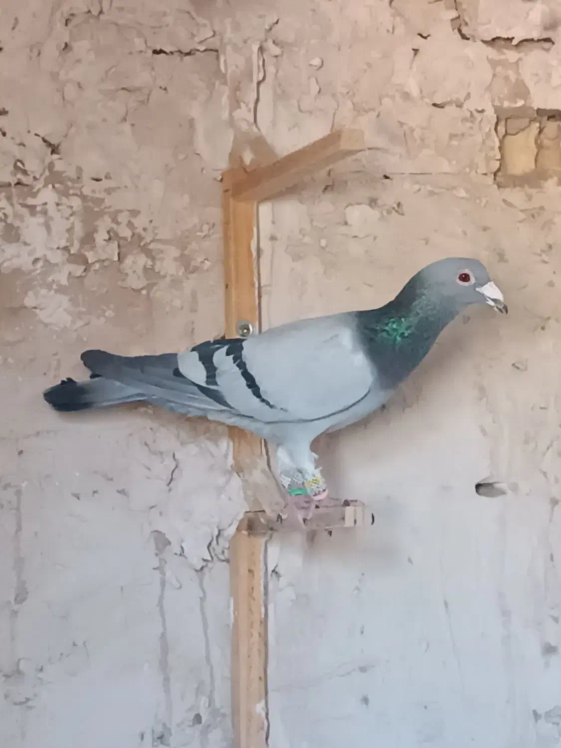 یک دسته بیست و سه تایی همه جوجه بمب|پرنده|فریمان, |دیوار