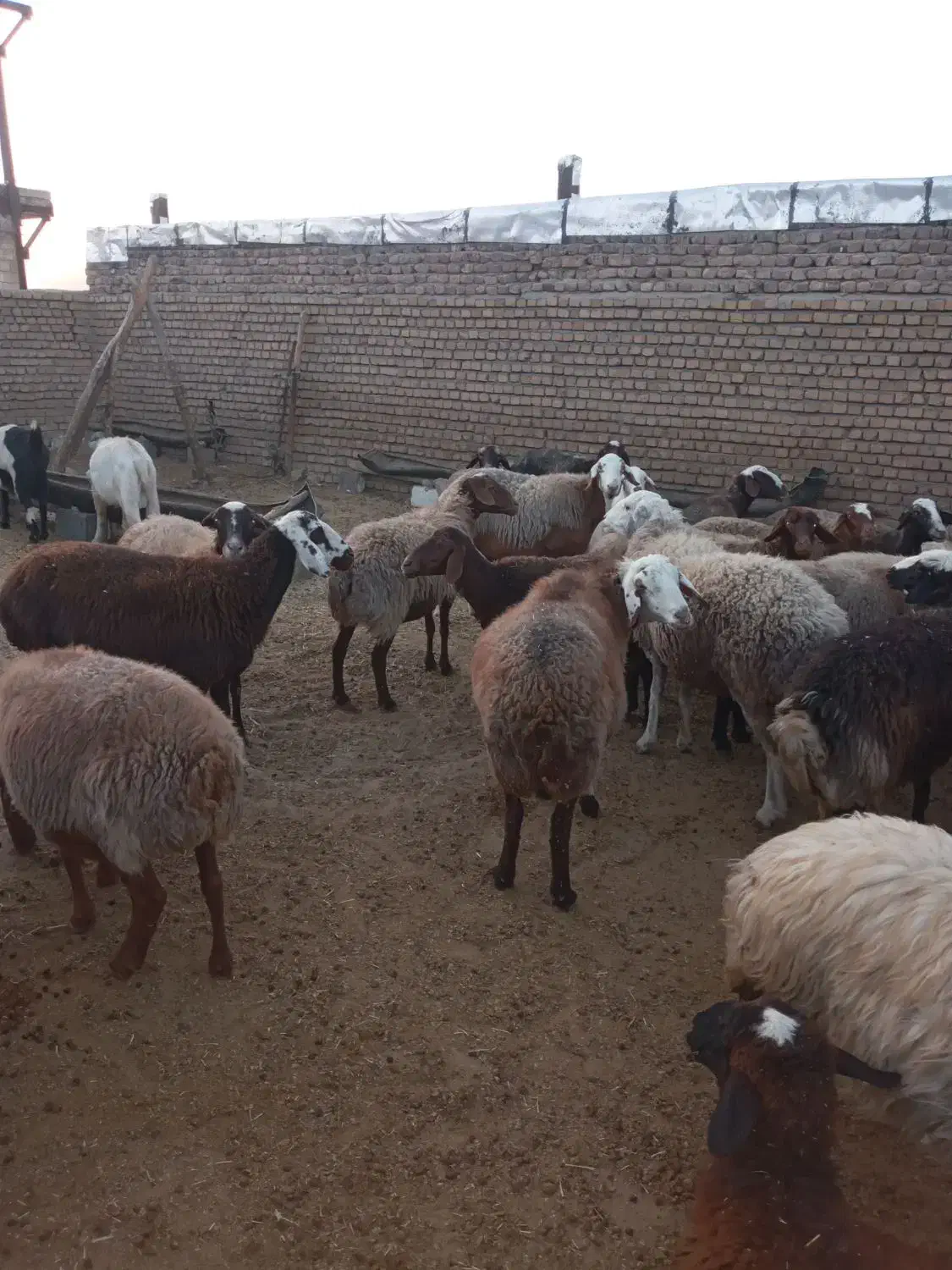 شیشک ۱۸ عدد میش ۱۶عدد قوچ ۲عدد|حیوانات مزرعه|کاکاوند, |دیوار