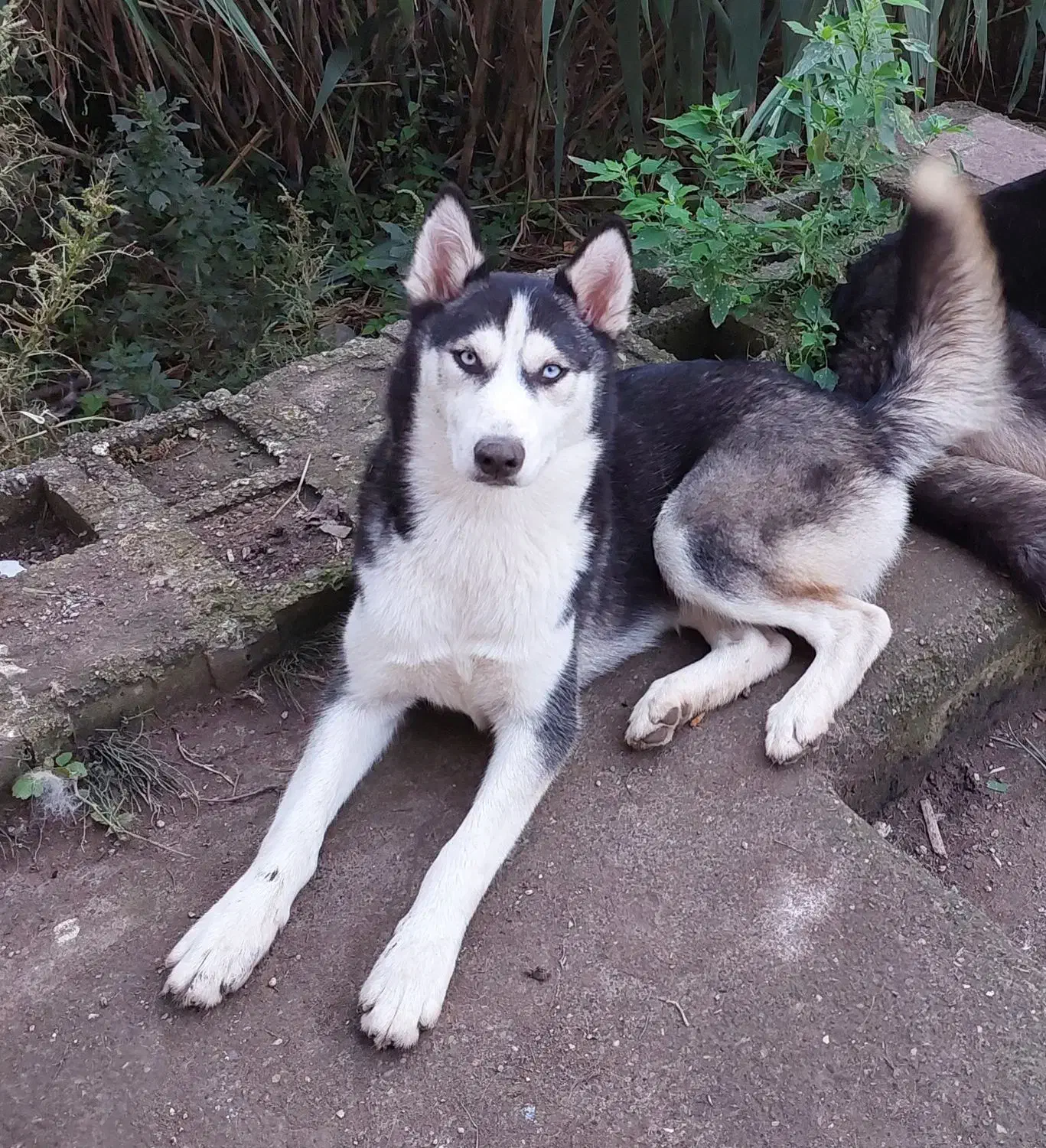 هاسکی ۲ساله|سگ|رشت, آب آسیاب|دیوار