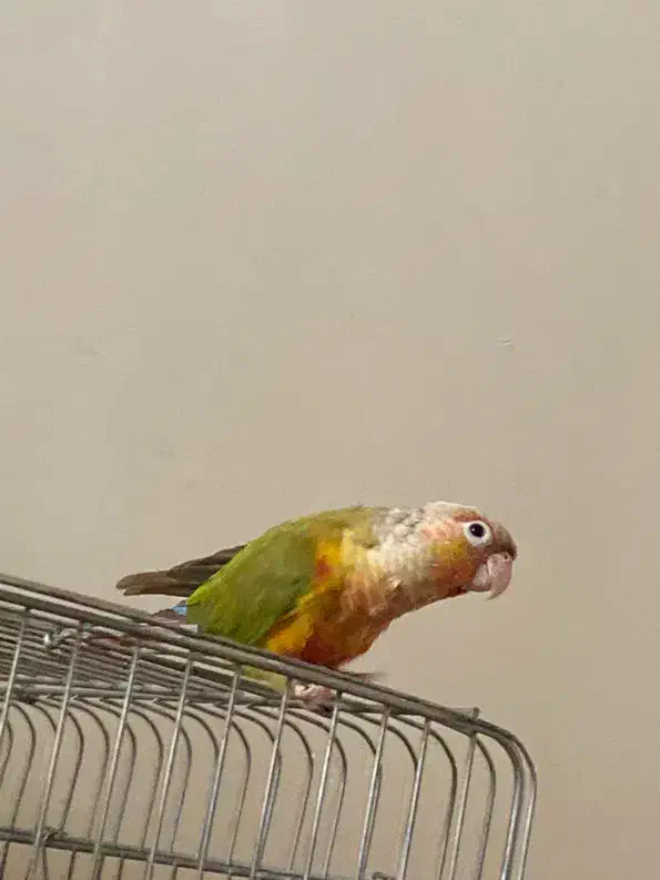 گرینچیک آناناسی|پرنده|تهران, سازمان برنامه جنوبی|دیوار