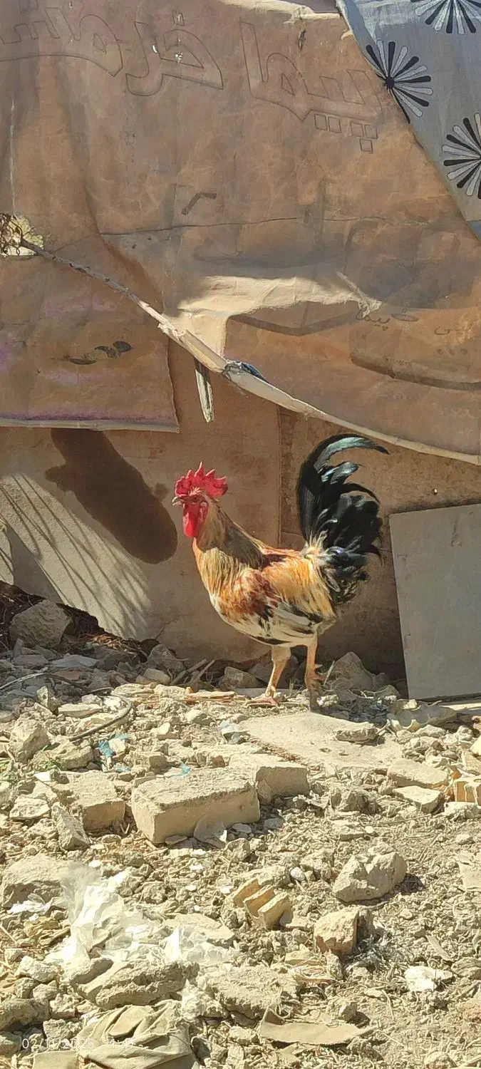 خروس سرحال جوان یک سالش جوجه گیری خودمه معاوض|حیوانات مزرعه|خرمشهر, |دیوار