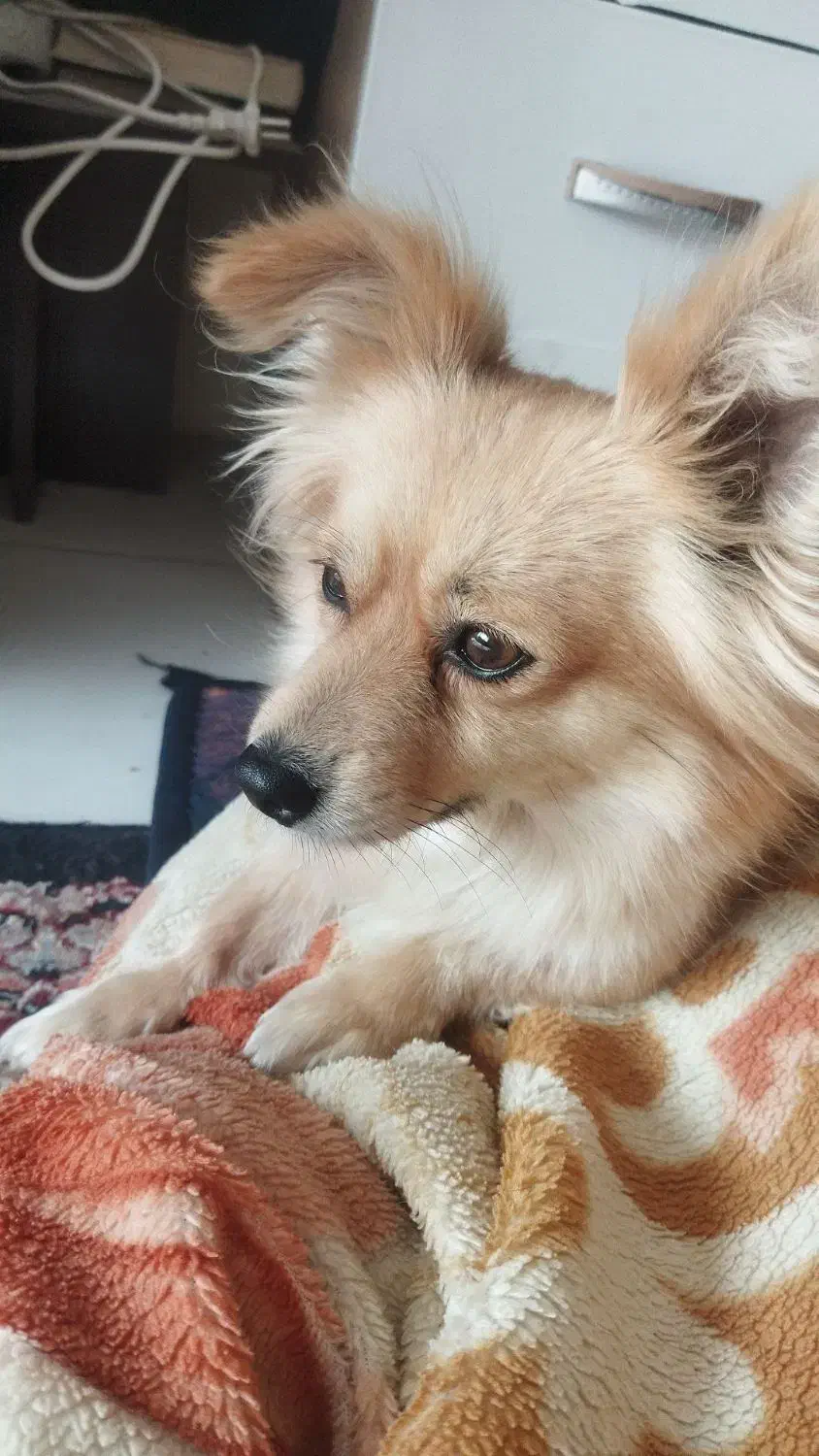 پامرانین گمشده|حیوانات|مشهد, حضرت حجت|دیوار