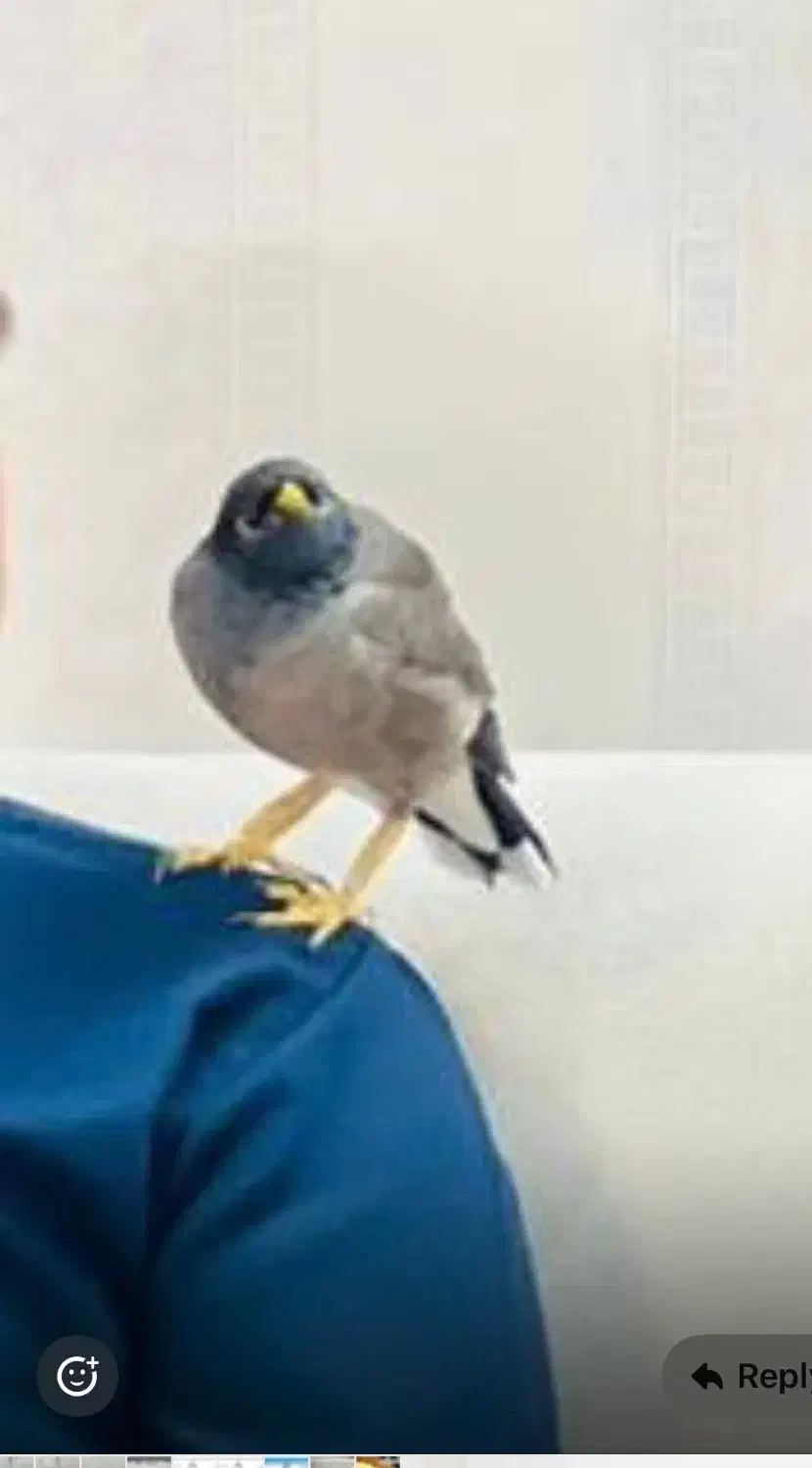 فروش مرغ مینا|پرنده|شیراز, تلخ داش|دیوار