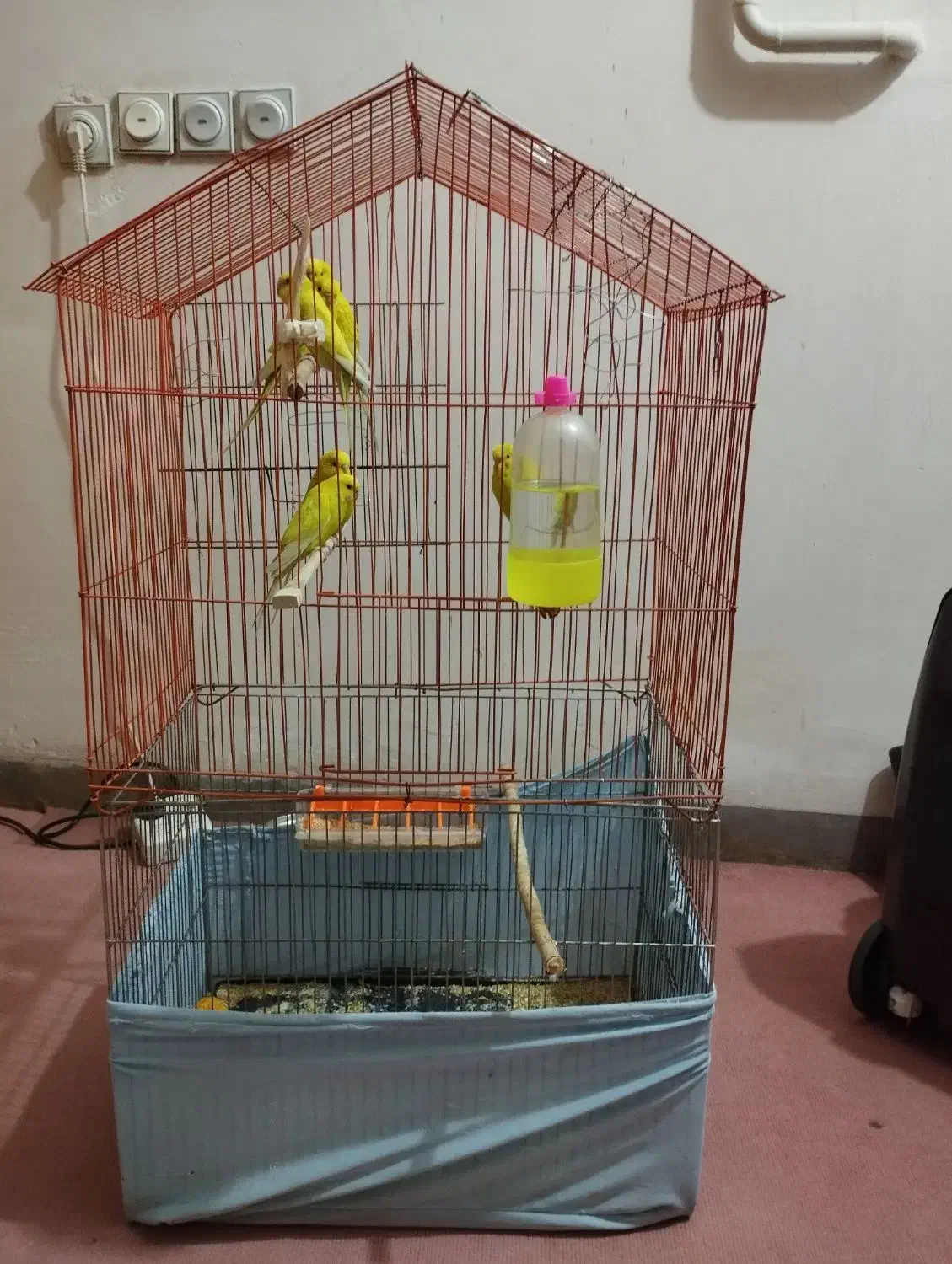 ۶عددمرغ عشق|پرنده|ایلام, |دیوار