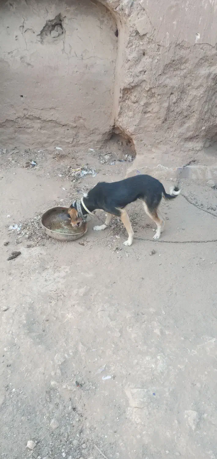 پاپی سگ کوچک|سگ|تربت جام, خیرآباد|دیوار