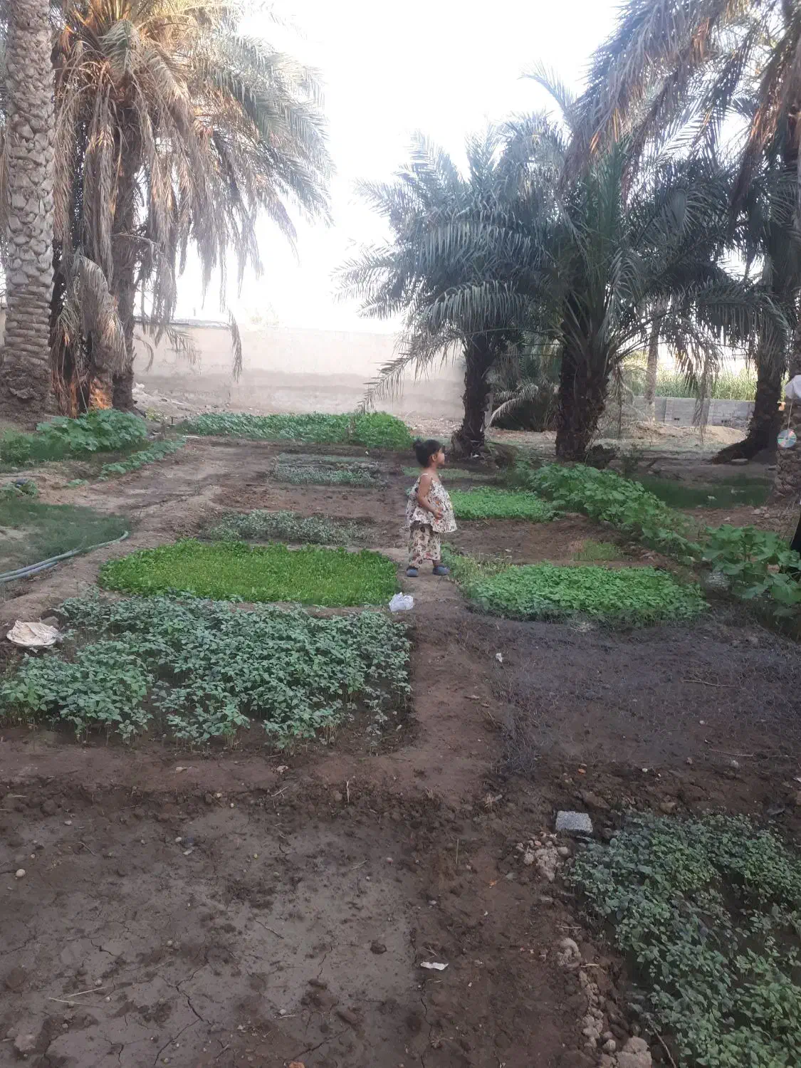 ّباغبانی،هرس کاری،کاشت،کود دهی،|خدمات باغبانی و درختکاری|امیدیه, |دیوار