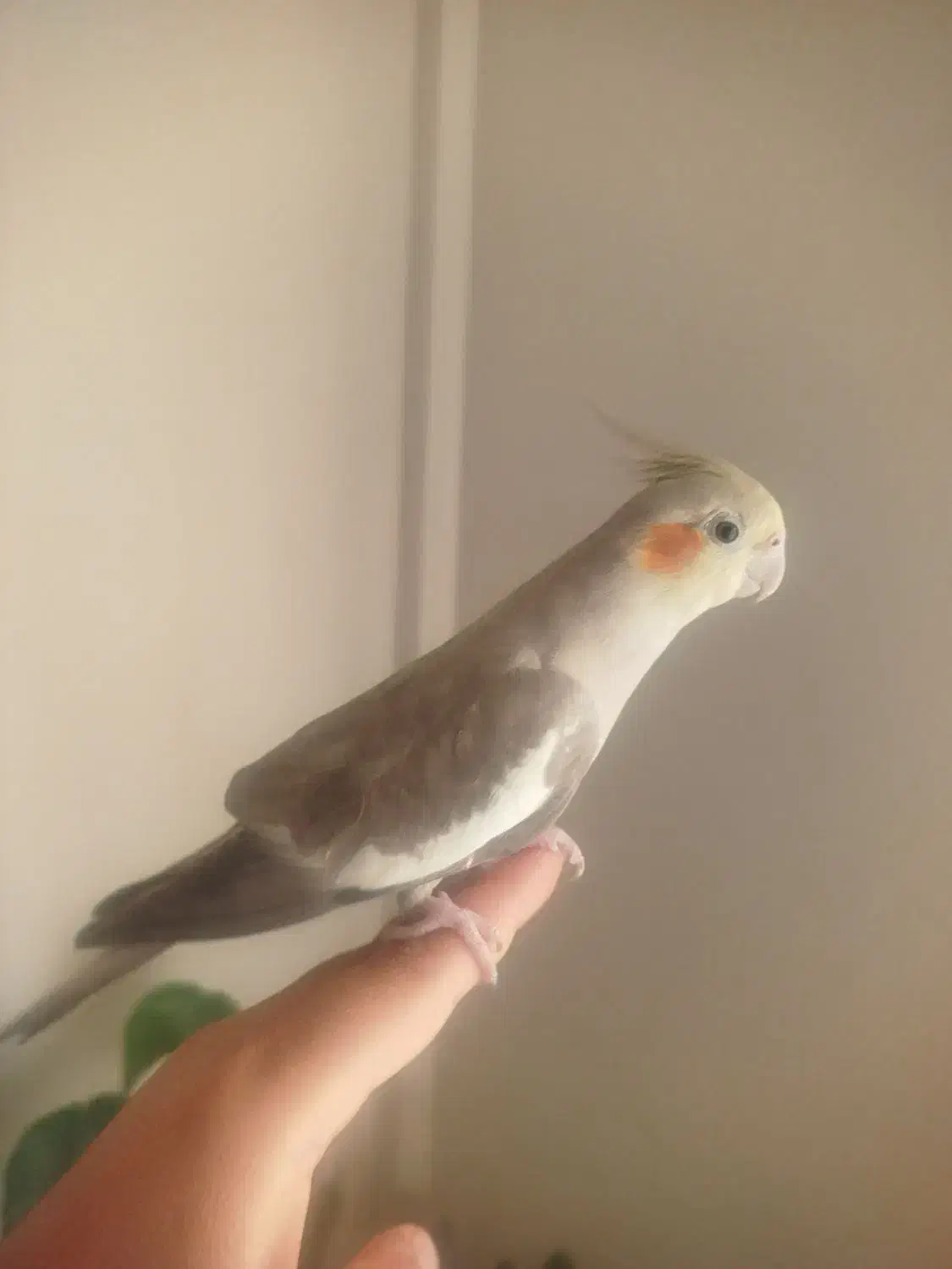 عروس هلندی|پرنده|تهران, منیریه|دیوار