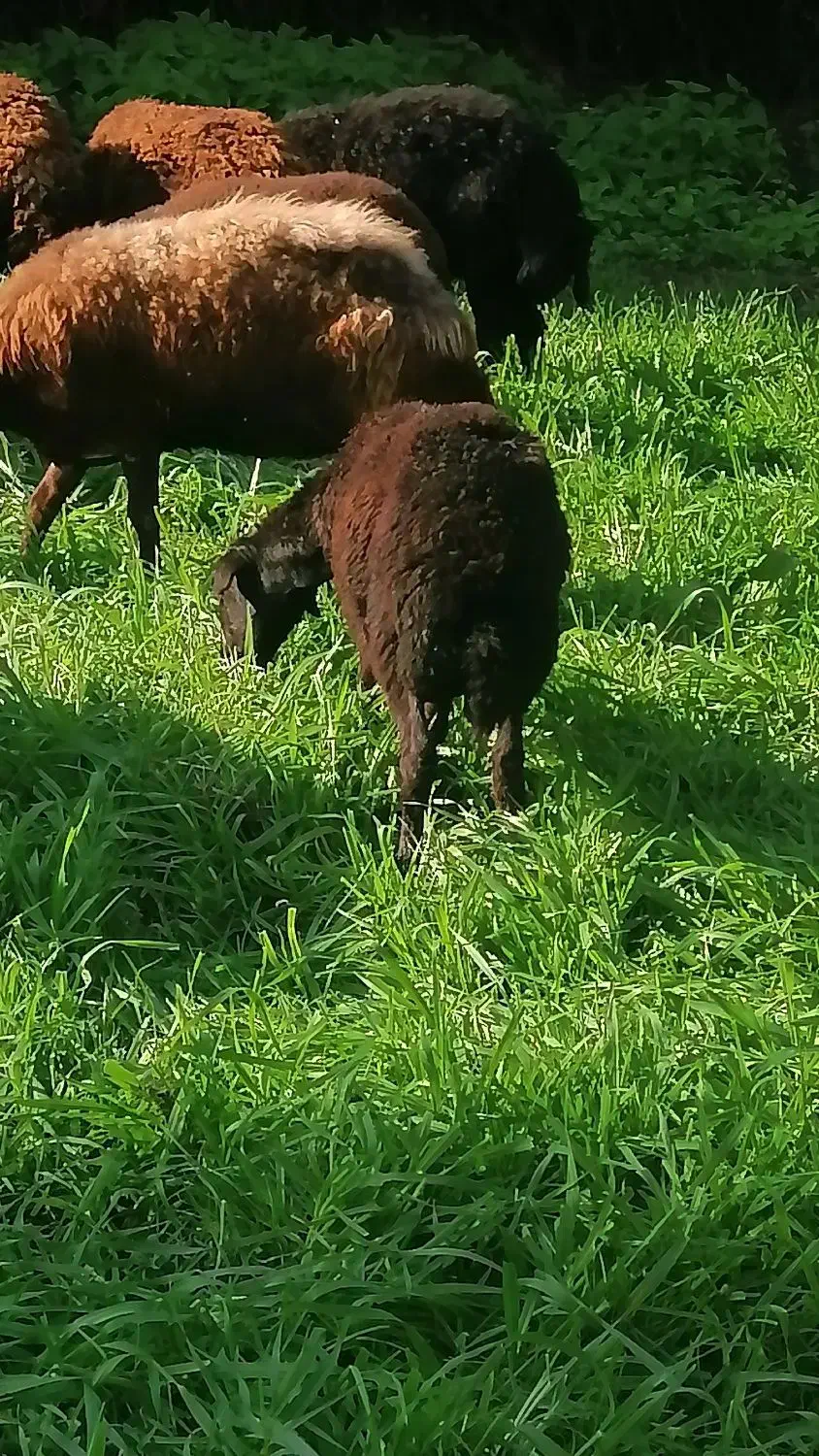 گوسفند|حیوانات مزرعه|رامیان, |دیوار