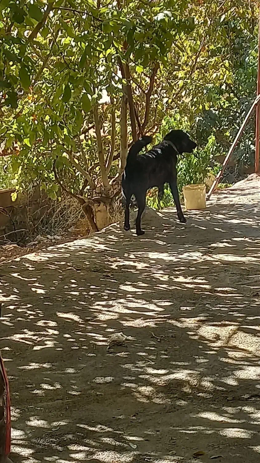 سگ درجه یک|سگ|محلات, |دیوار