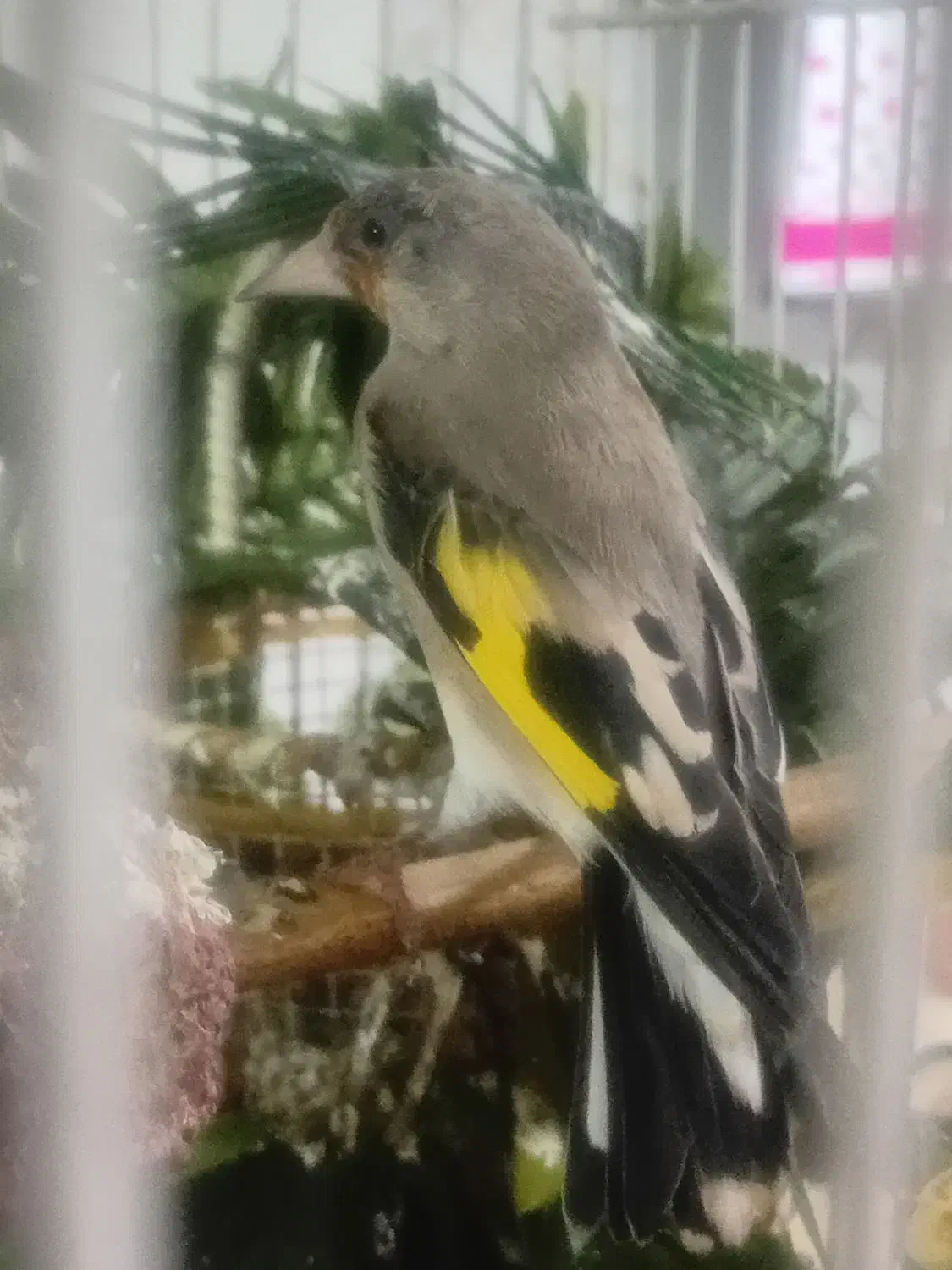 سهره ماده|پرنده|بیرجند, |دیوار