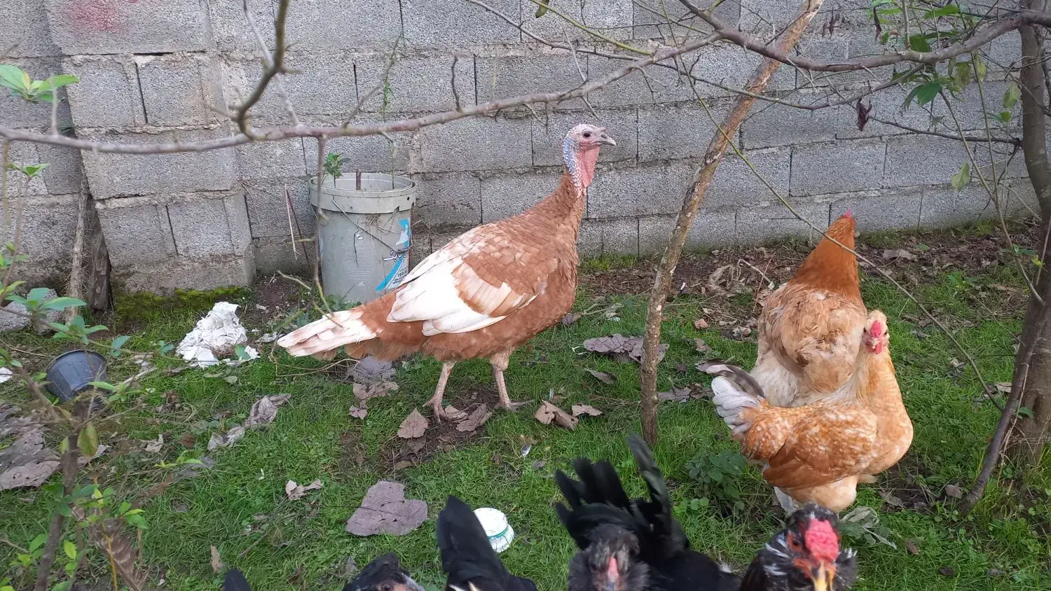 بوقلمون|حیوانات مزرعه|رشت, امین الضرب|دیوار