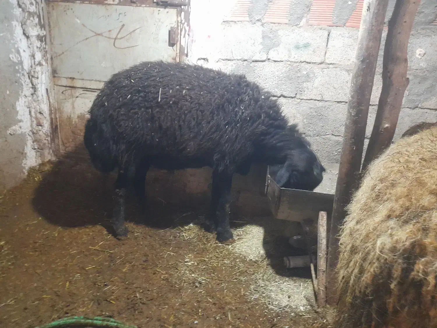 قوچ موفر...|حیوانات مزرعه|مریوان, |دیوار