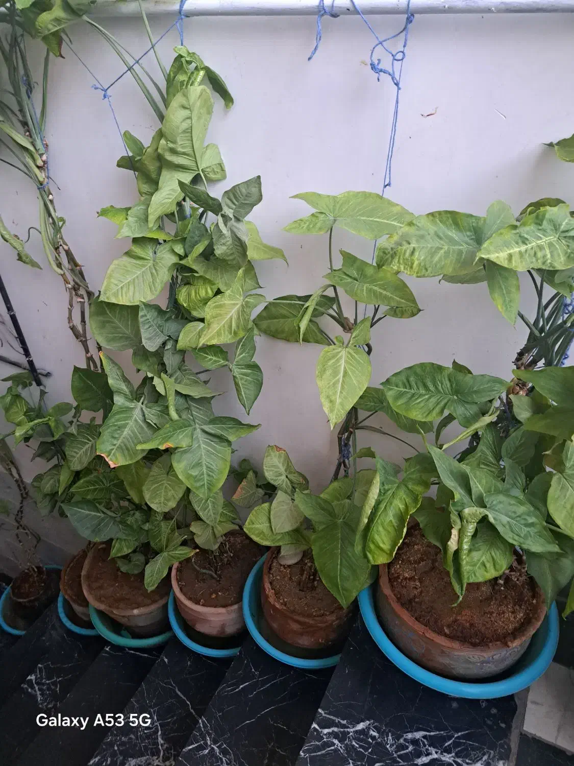 گل پنجه قاضی|گل و گیاه طبیعی|پاکدشت, پاکدشت (مامازند)|دیوار