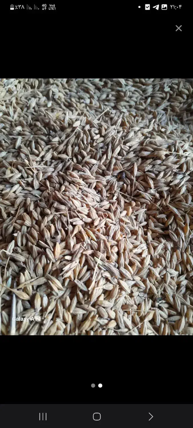 فروش جو بذری|خدمات باغبانی و درختکاری|آق قلا, |دیوار