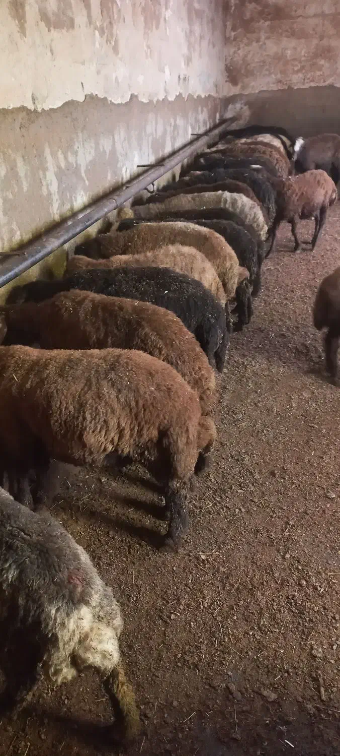 بره نر|حیوانات مزرعه|سارال, |دیوار