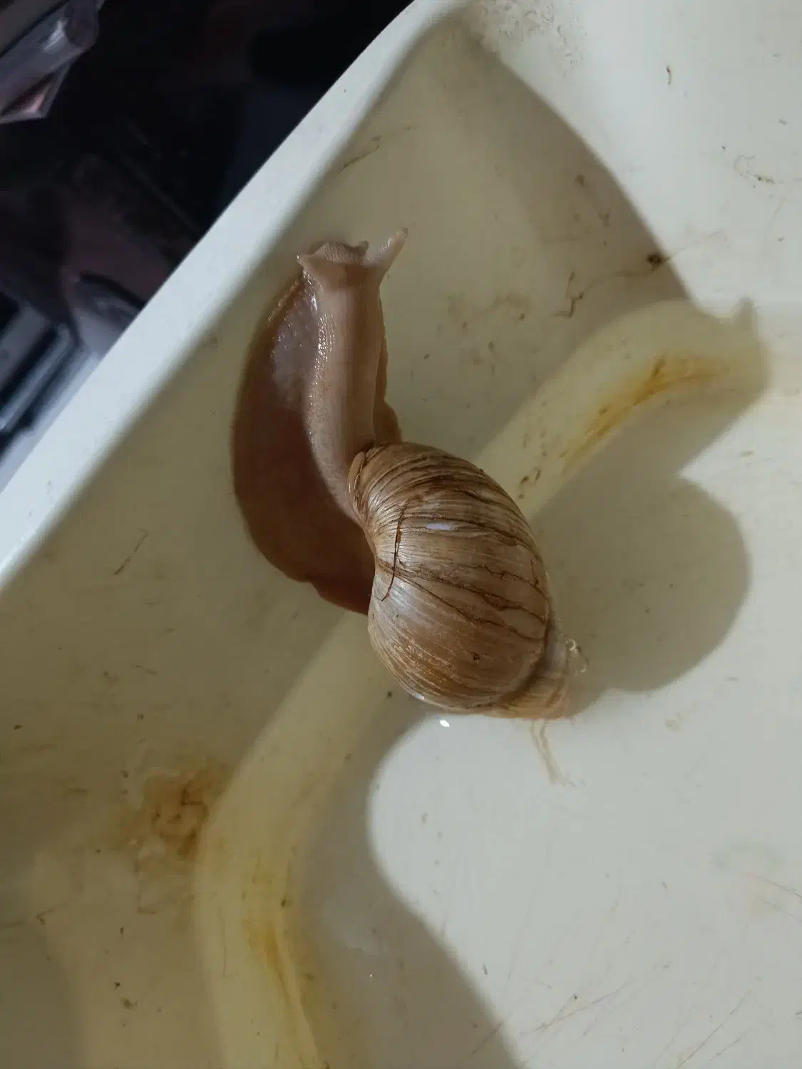 حلزون اجاتینا|خزنده|کرمان, |دیوار