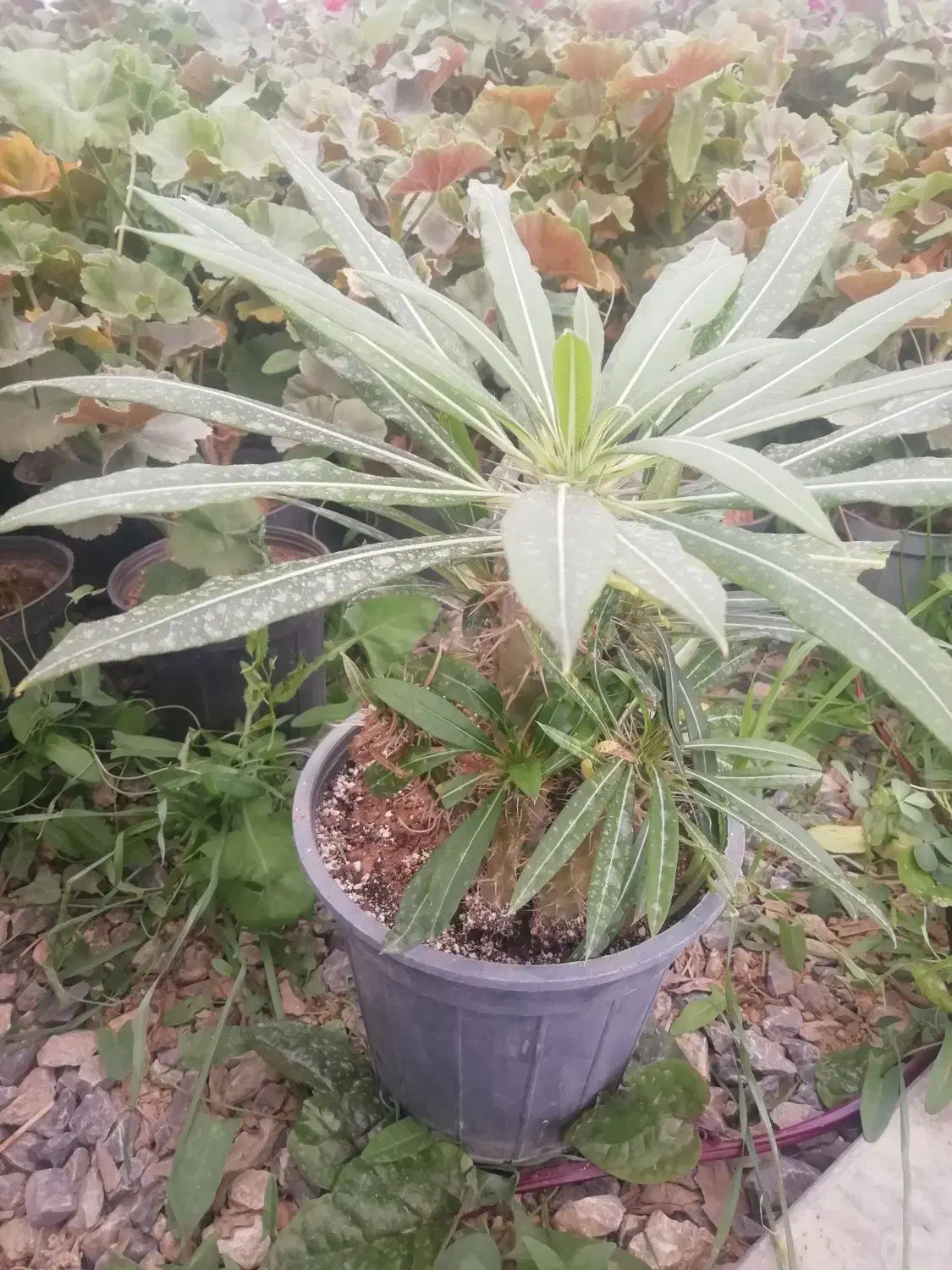 گل وگیاه|گل و گیاه طبیعی|بن, |دیوار