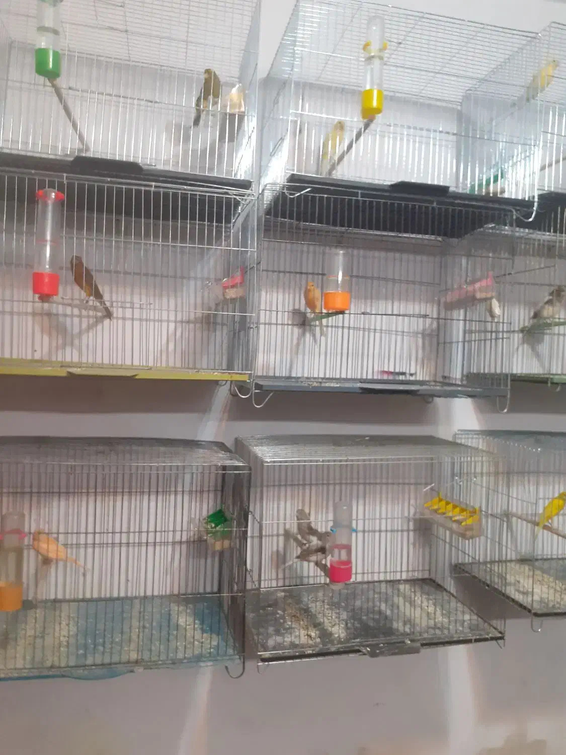 قناری وسره خاکی دونسته|پرنده|نجفآباد, صالح آباد|دیوار