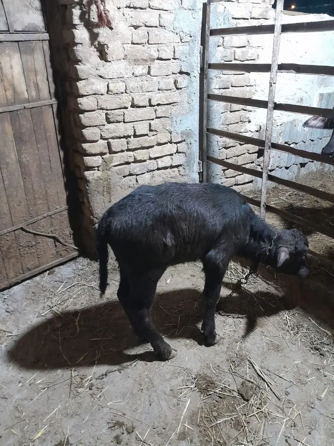 فروش بالاغ|حیوانات مزرعه|تبریز, |دیوار