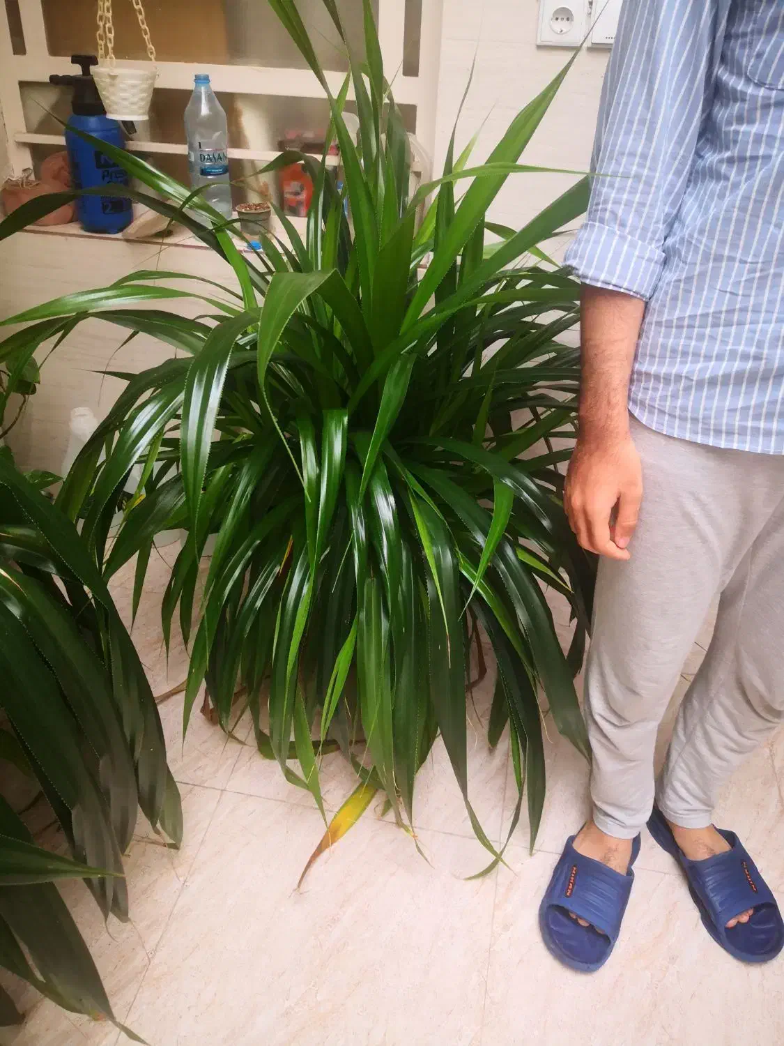 گیاه طبیعی پاندانوس|گل و گیاه طبیعی|اهواز, پادادشهر|دیوار