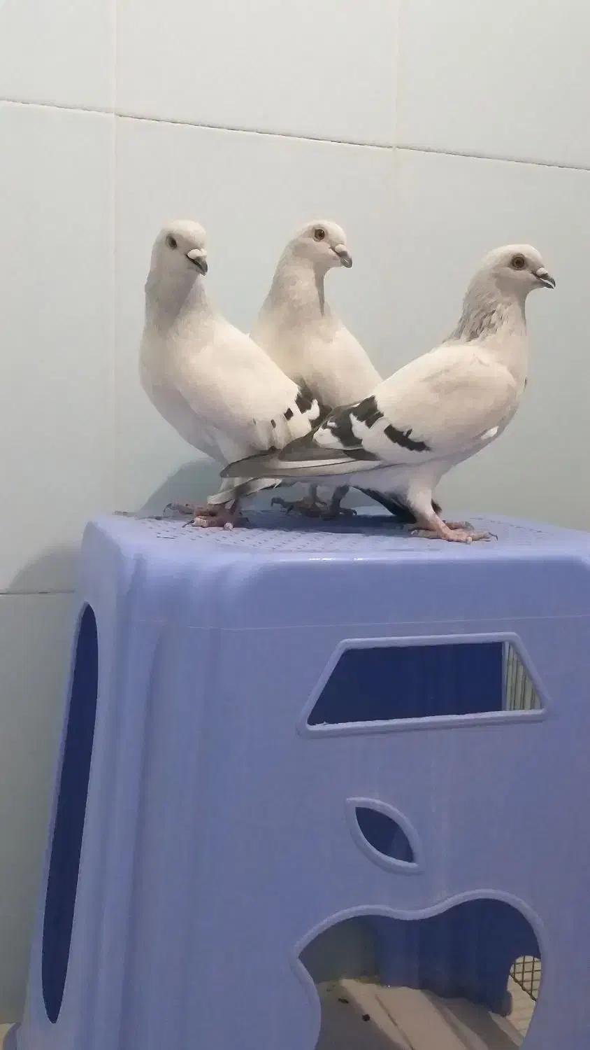 کبوتر شامی|پرنده|آذرشهر, |دیوار