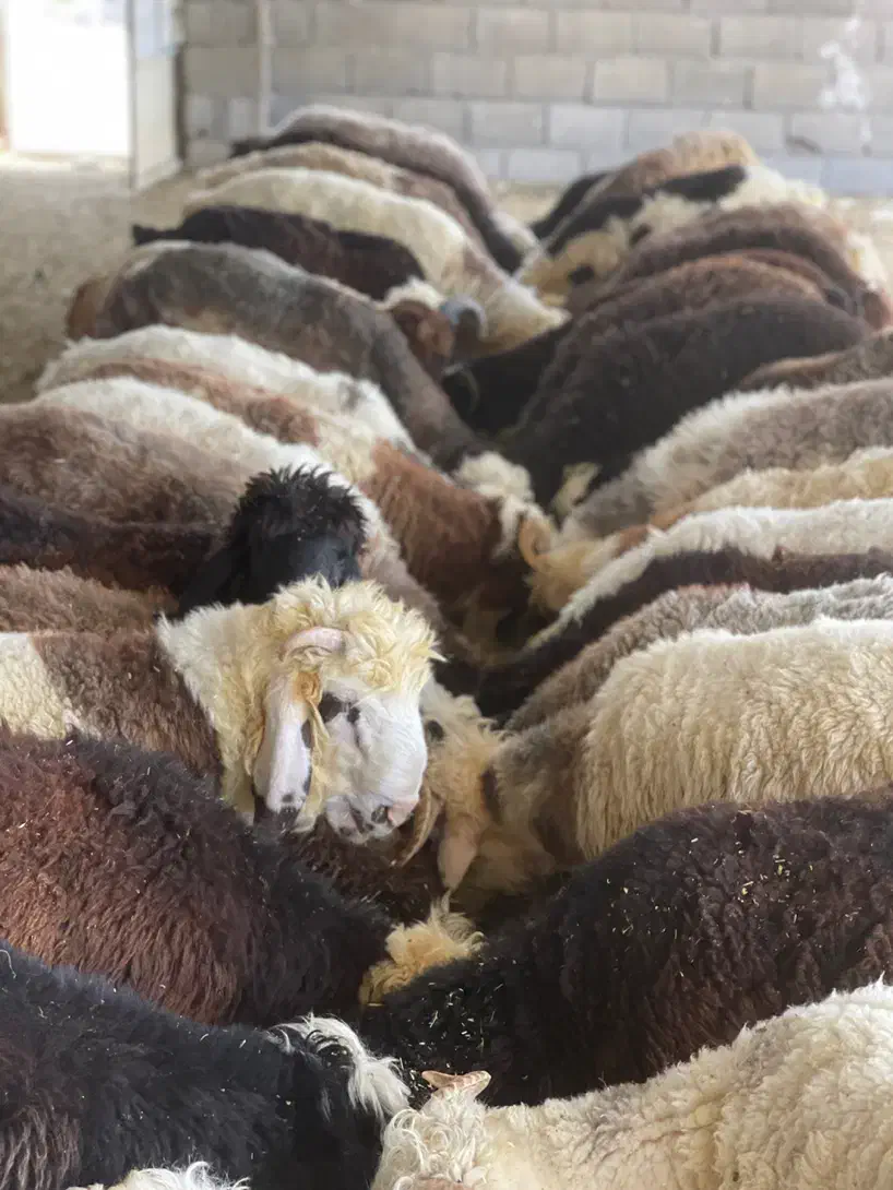 بره چاق|حیوانات مزرعه|جم, |دیوار