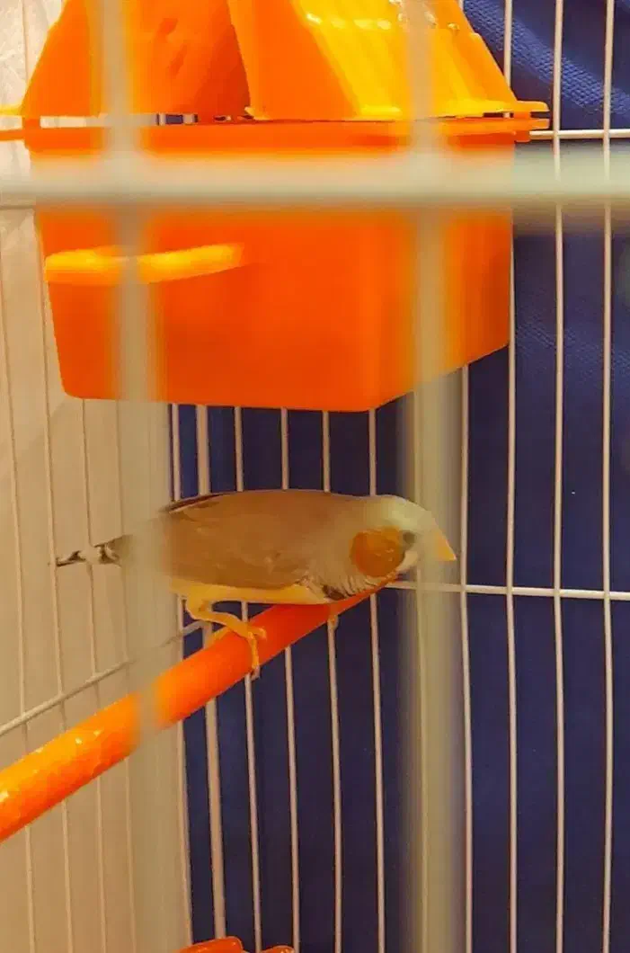 فنچ زبرا نر درشت خونگی سلامت|پرنده|مشهد, هفت تیر (آب و برق)|دیوار