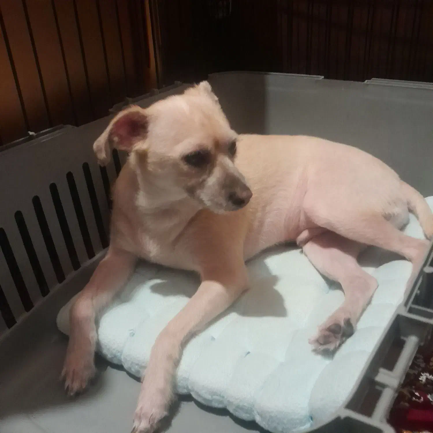 واگذاری رایگان پامرین کراس|سگ|تهران, مسعودیه|دیوار