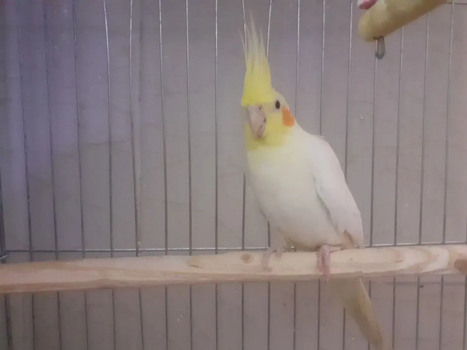 عروس هلندی نر|پرنده|یزد, |دیوار