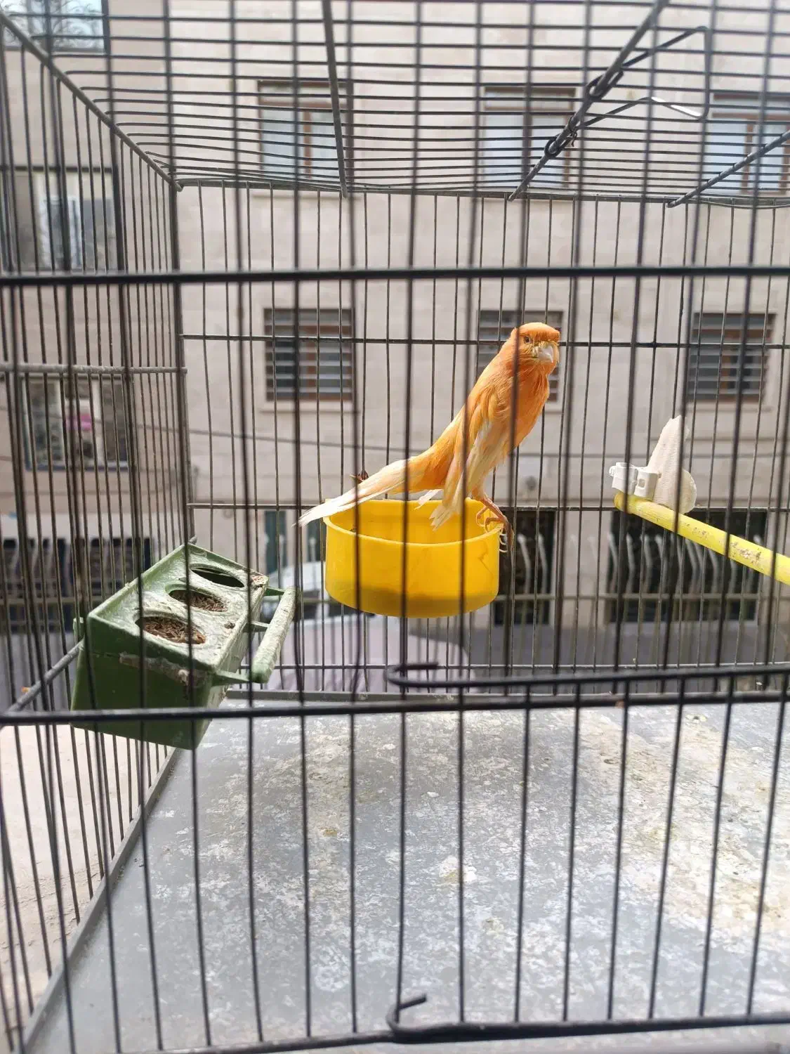 قناری رسمی نر|پرنده|تهران, قلمستان|دیوار