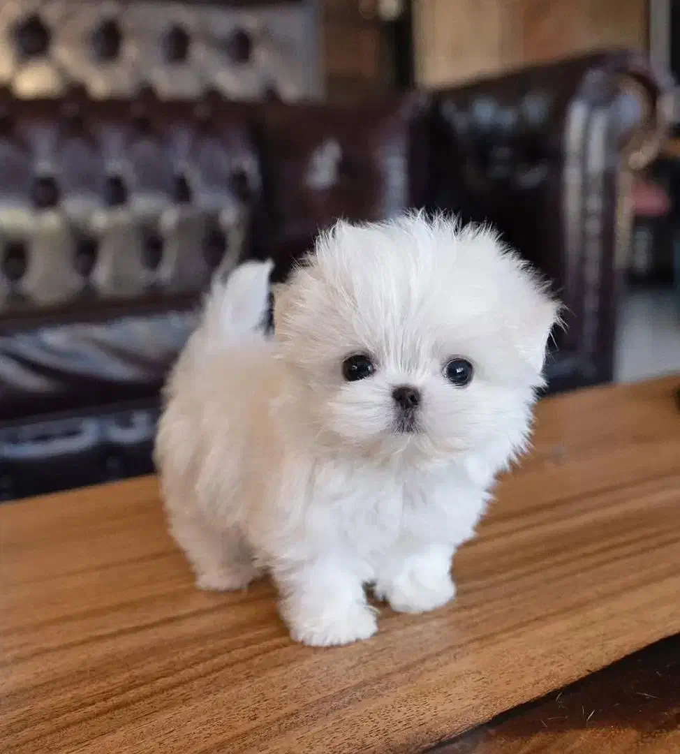 سگ خانگی|سگ|قزوین, |دیوار